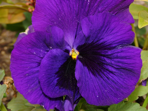 006