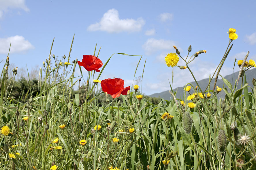 Papaveri
