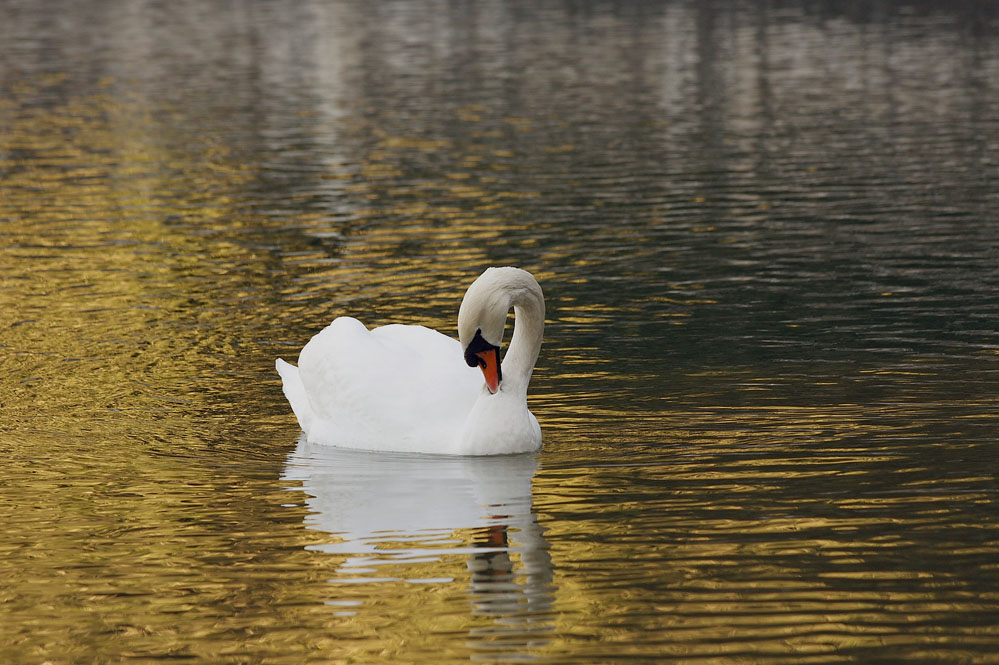 Sul lago do.....