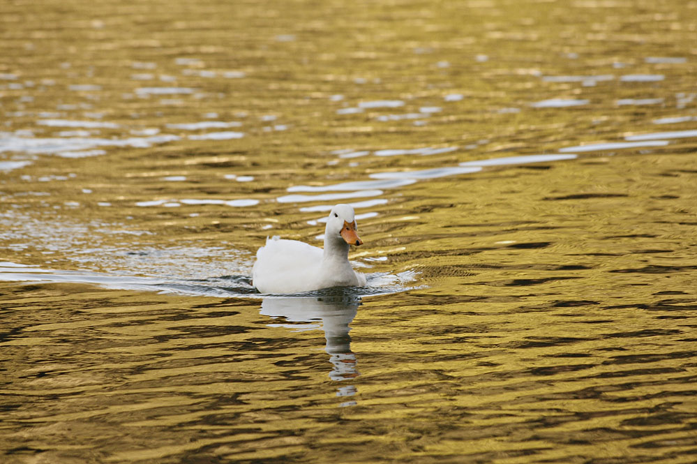 Sul lago do.....