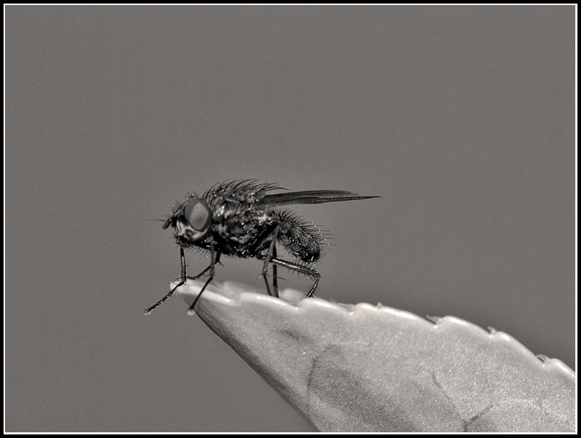 Mosca
