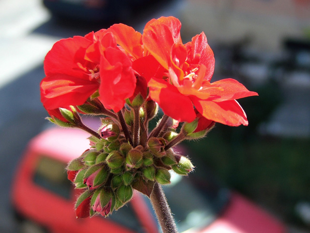 fiore1