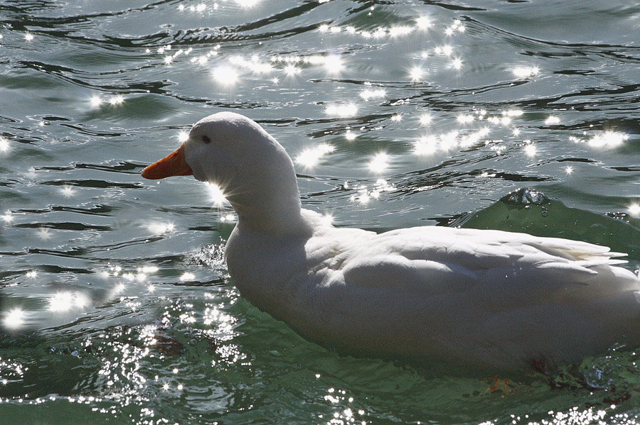 Volatili acquatici