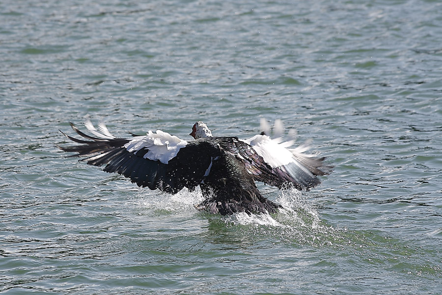 Volatili acquatici
