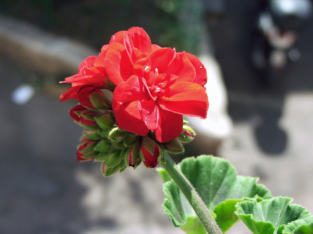 fiore2