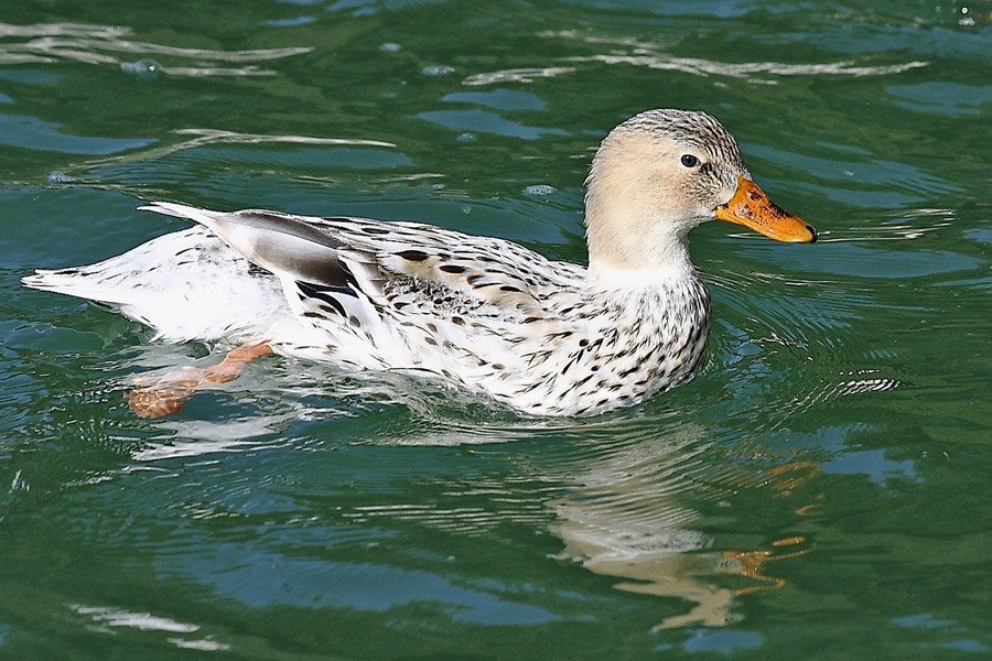 Volatili acquatici