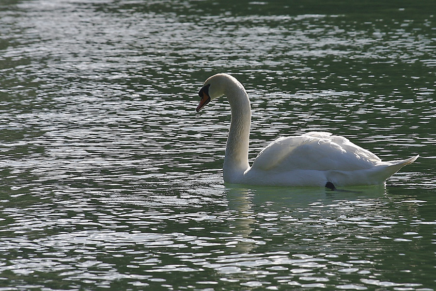 Volatili acquatici