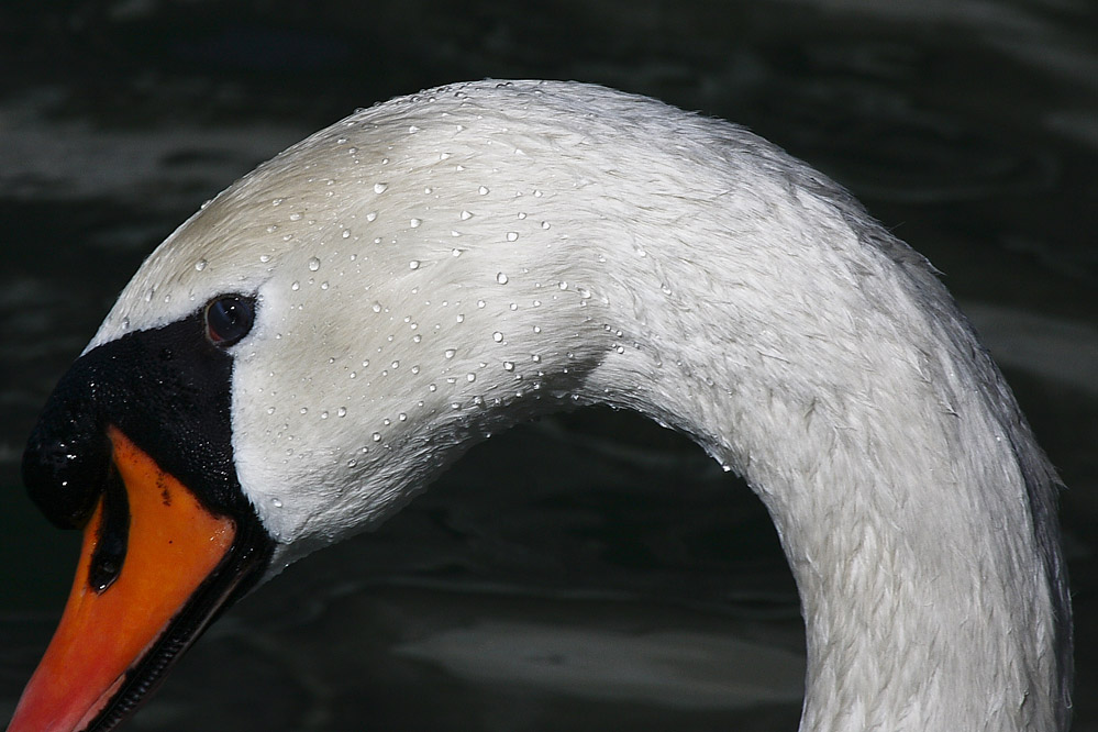 Il Cigno