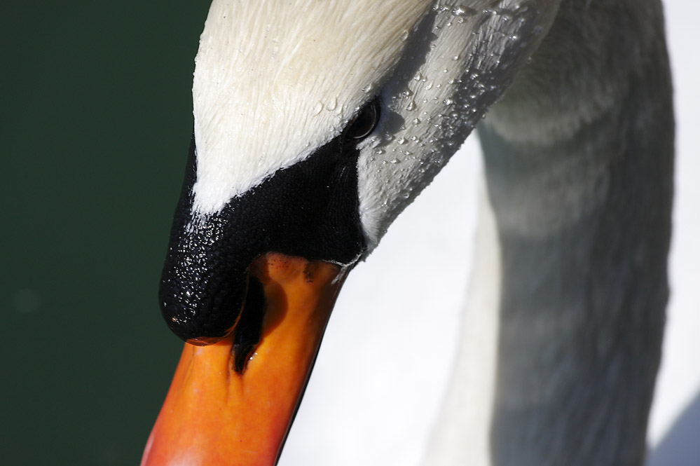 Il Cigno