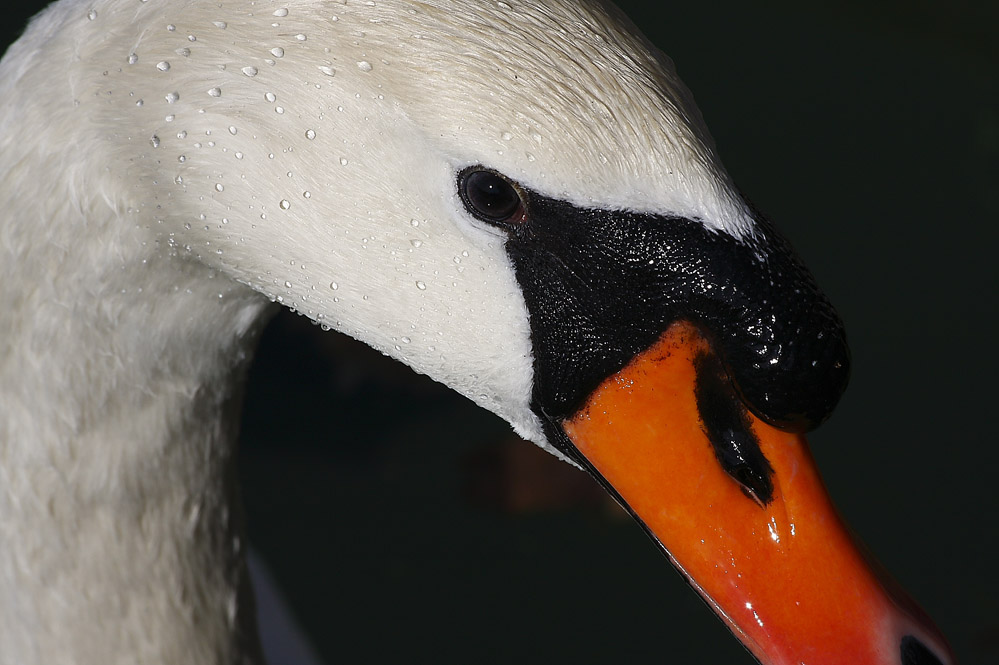Il Cigno