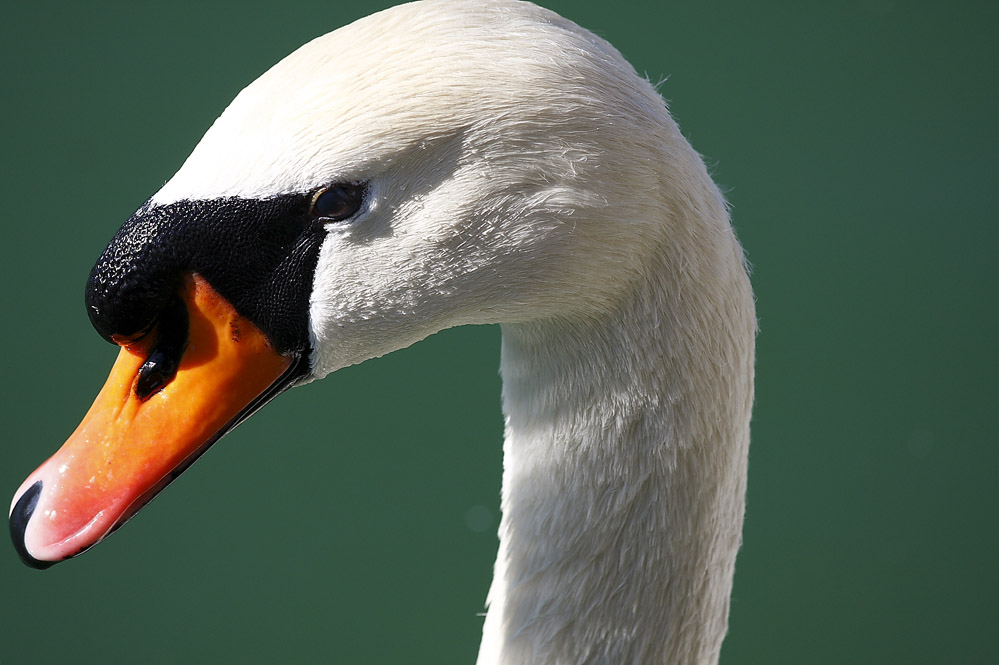 Il Cigno