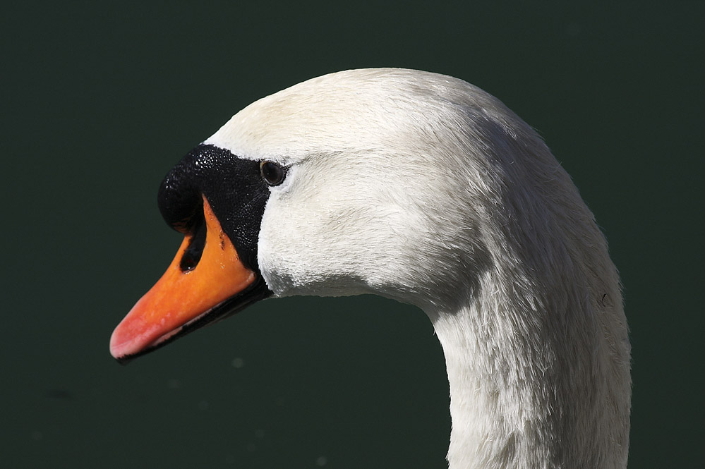 Il Cigno