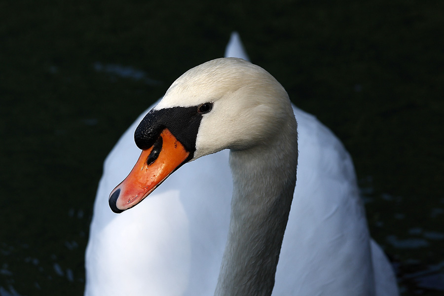 Il Cigno