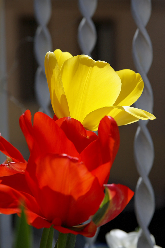 Tulipani