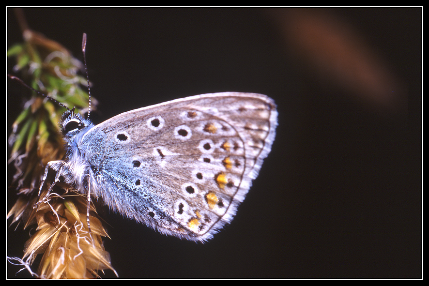 macro 38