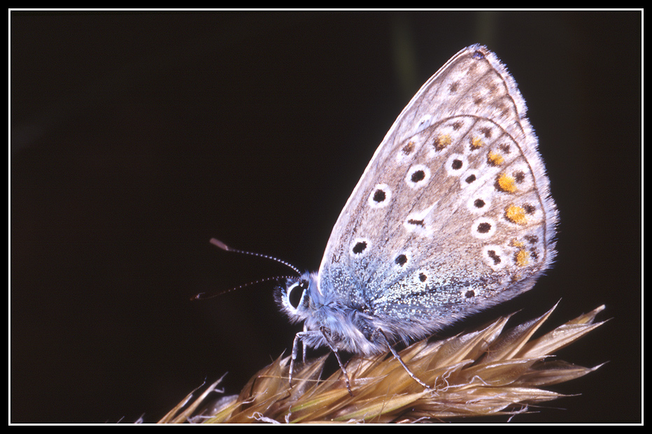 macro 40