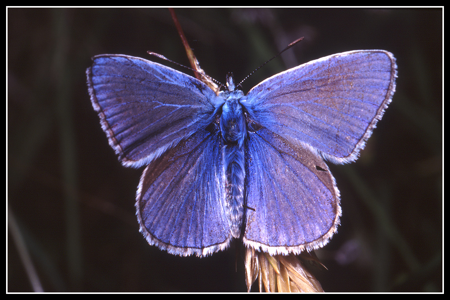 macro 41