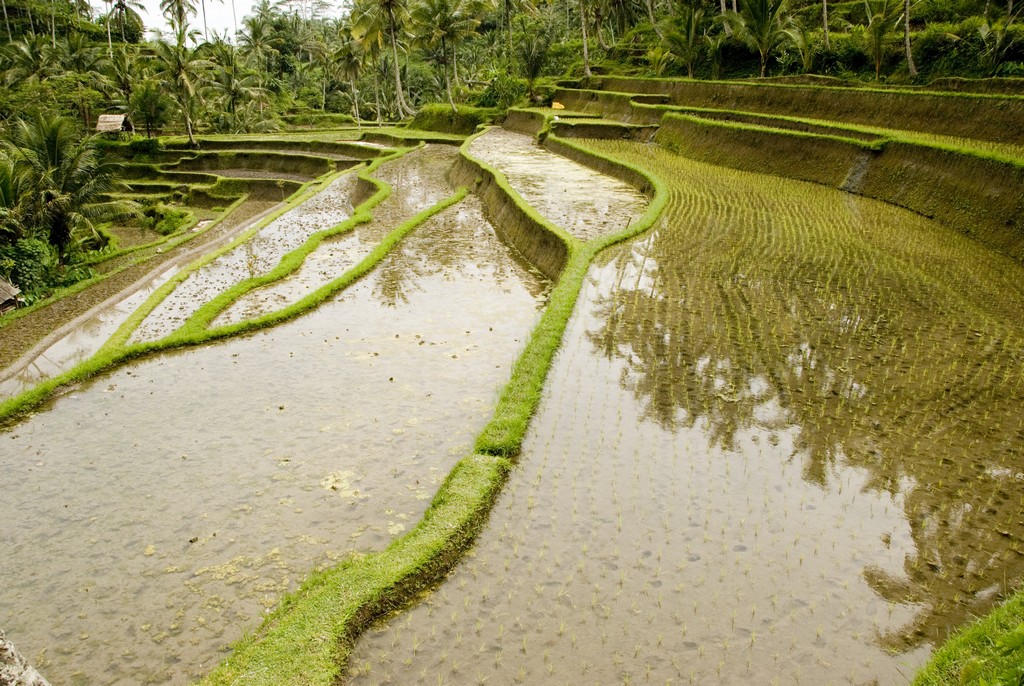 bali1