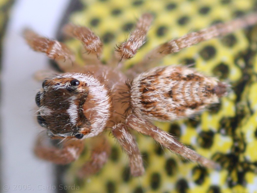 Ragnetto peloso