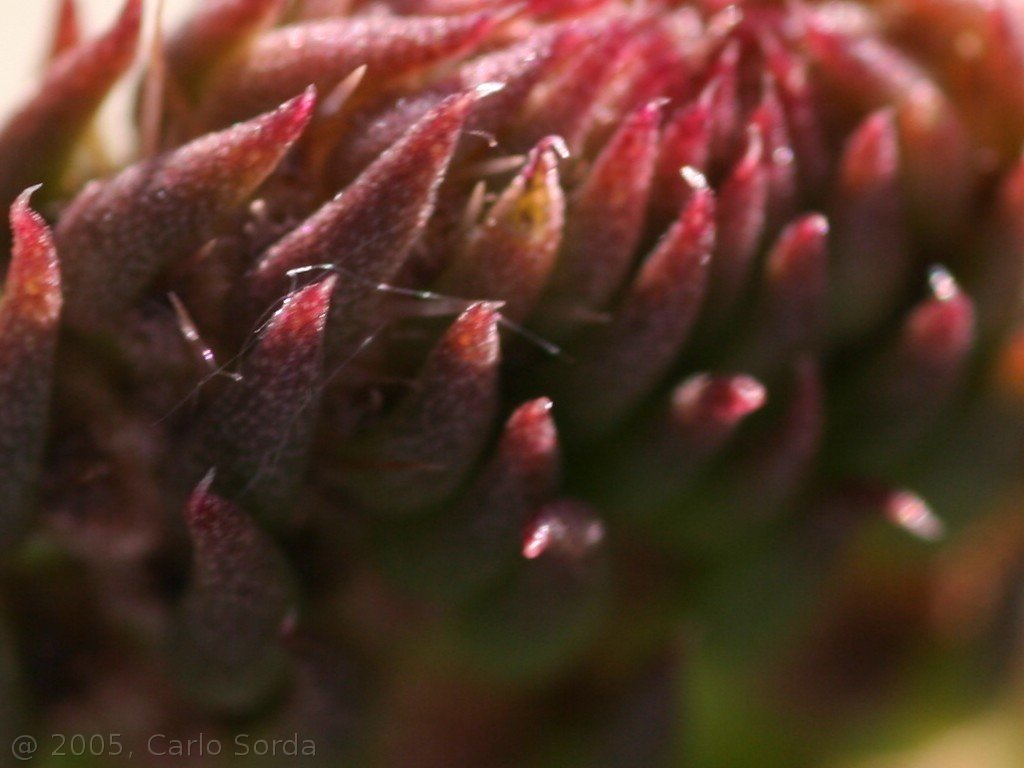 Fiore di fico...