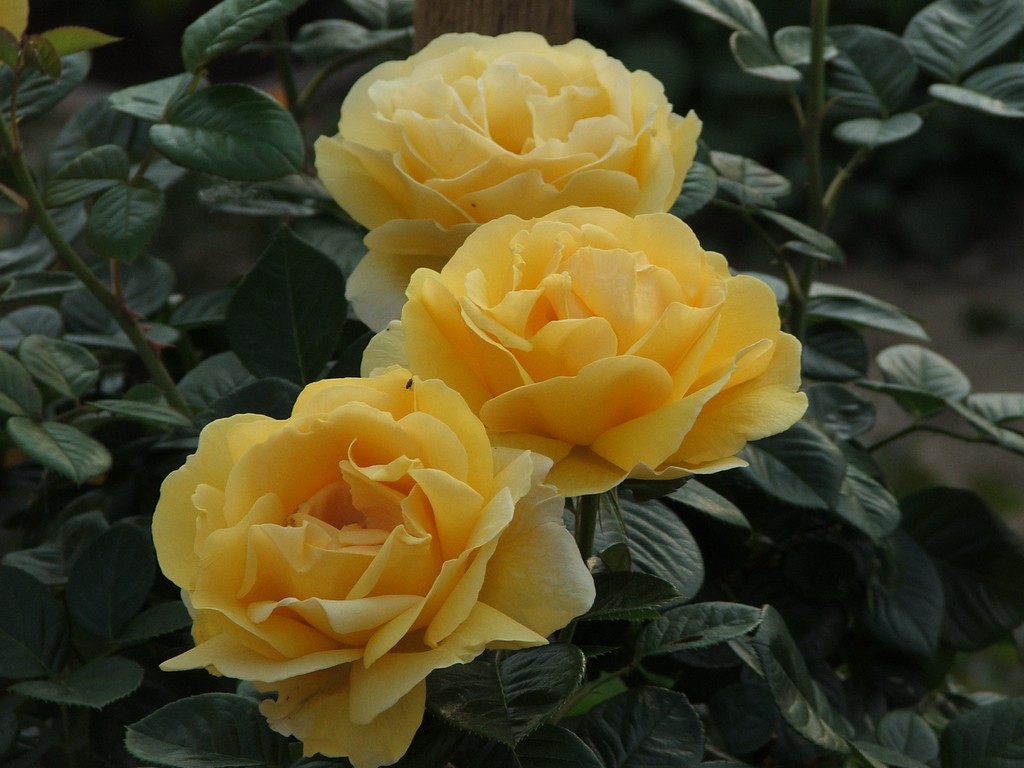 Rose gialle