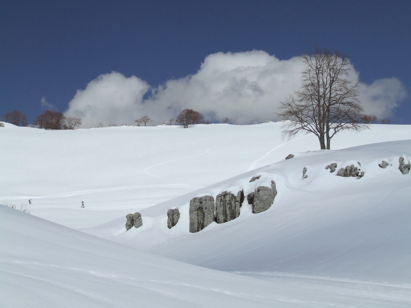 albero solitario