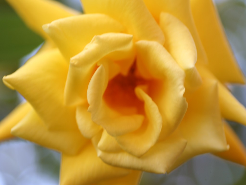 Rosa gialla