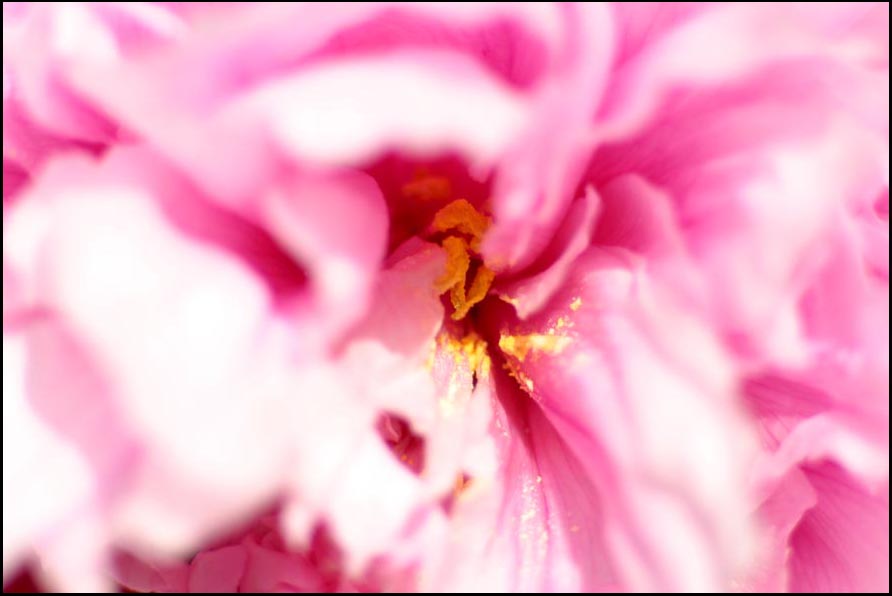 peonia