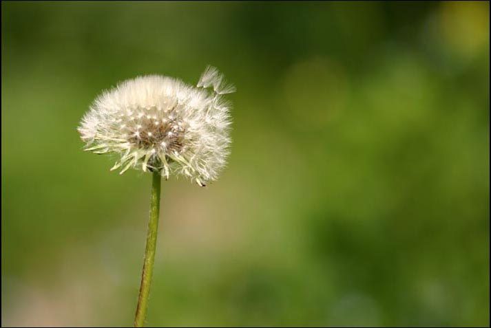 soffione