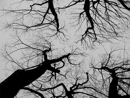 Arterie del cielo