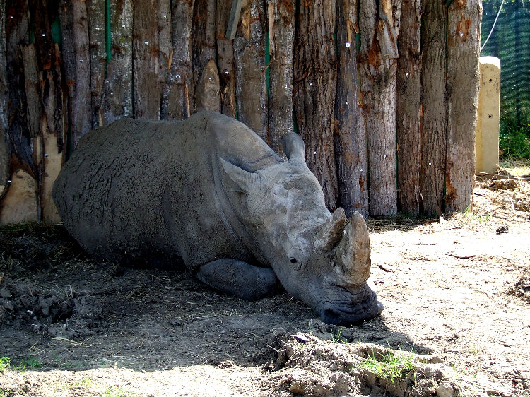 Rino dormiente