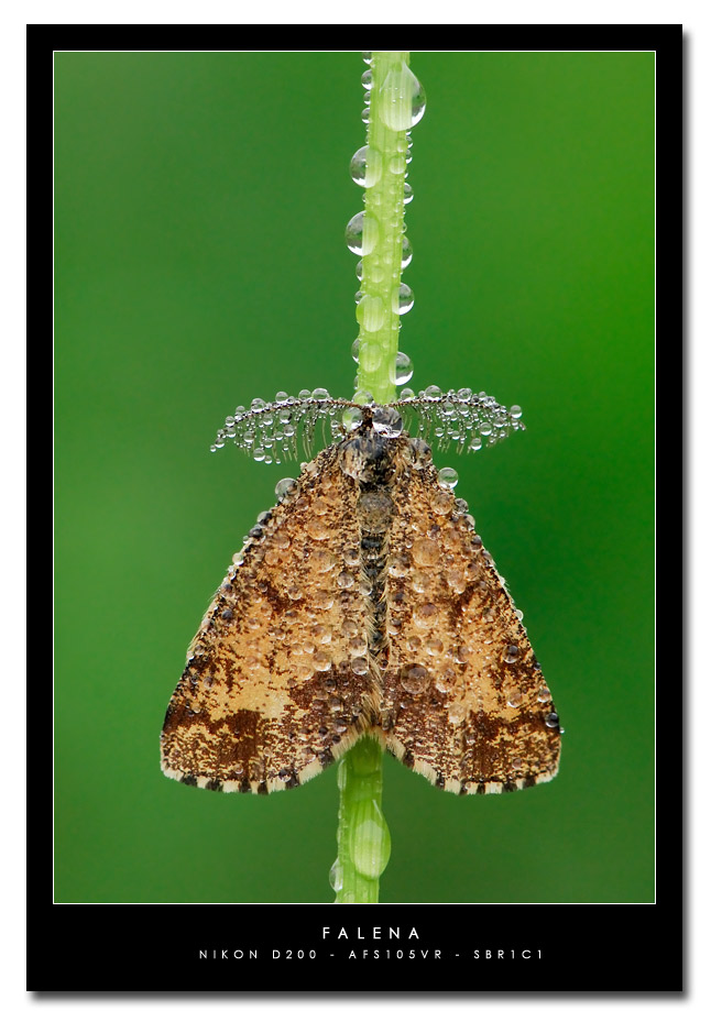Ematurga atomaria