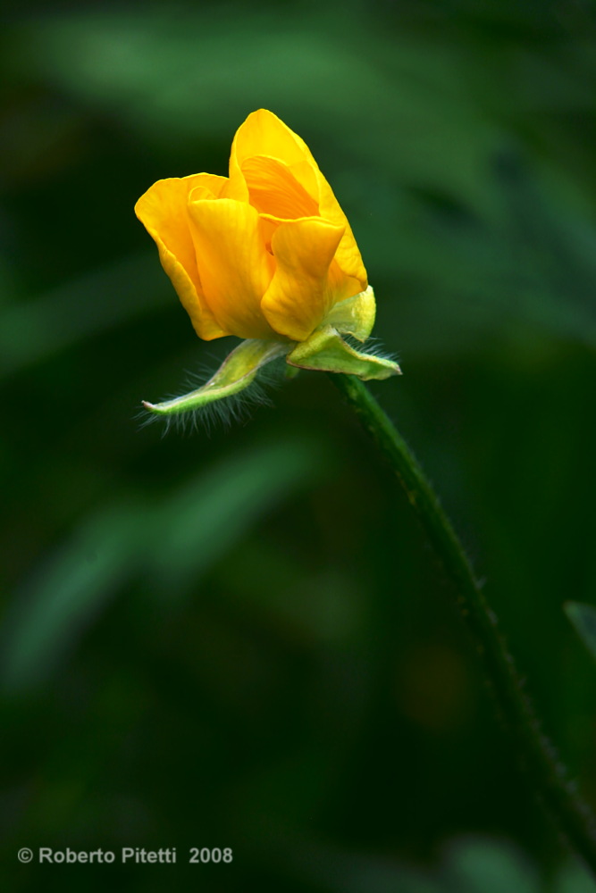 fiore4