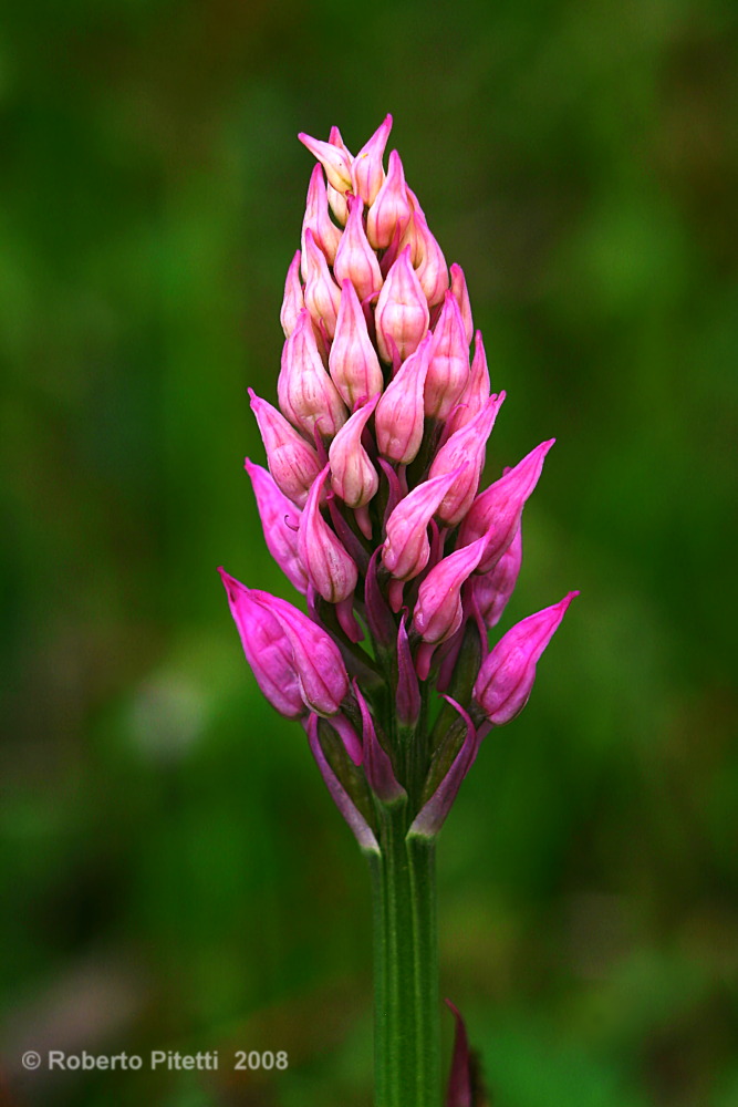 fiore 5
