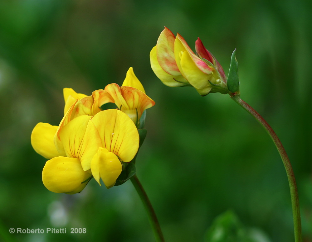 fiore 6