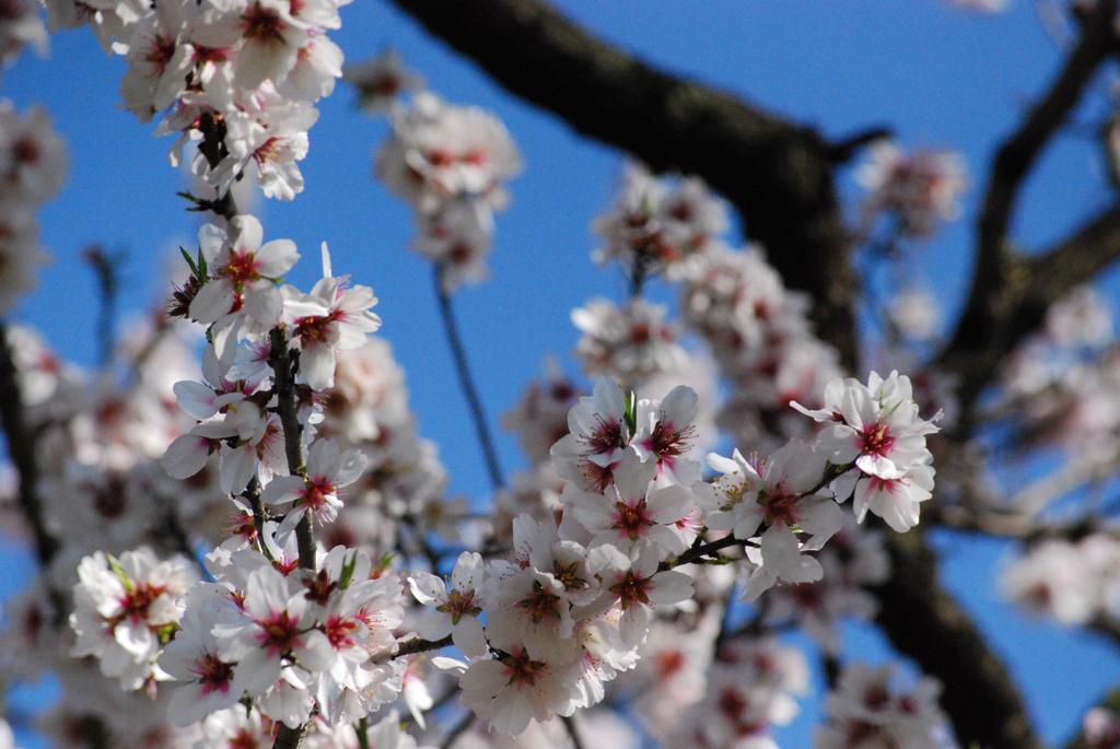 cenni di primavera