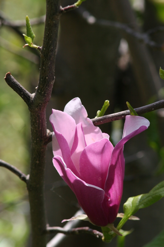 fiore