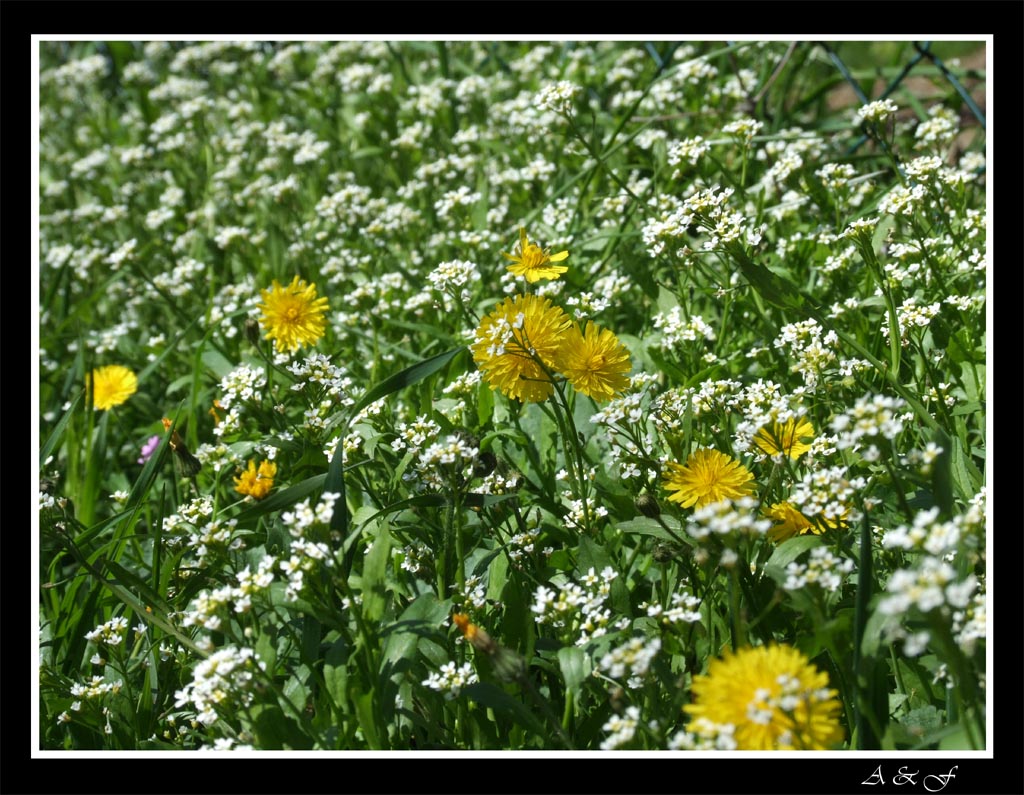 Primavera 2