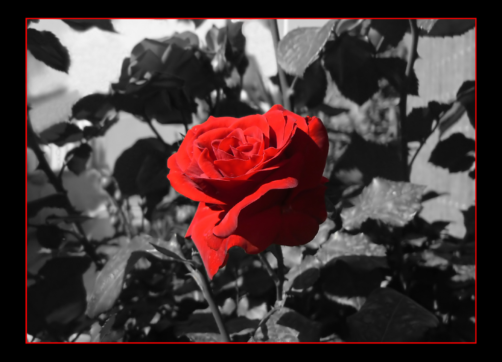 La rosa rossa