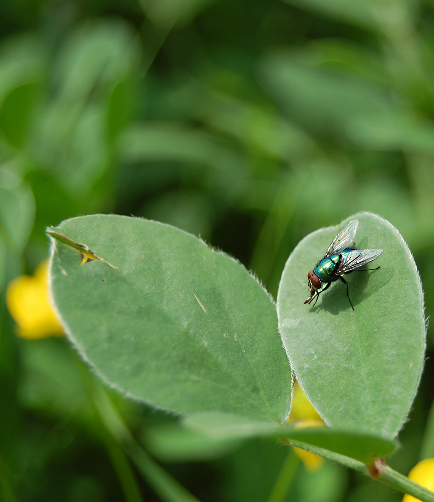 Lucilia Sericata