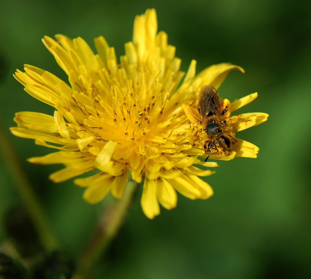 carica di polline