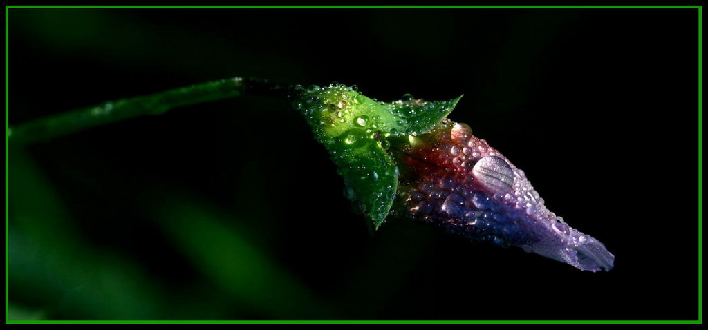 fiore di pisello selvatico