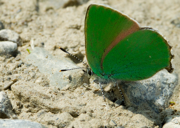 farfalla verde