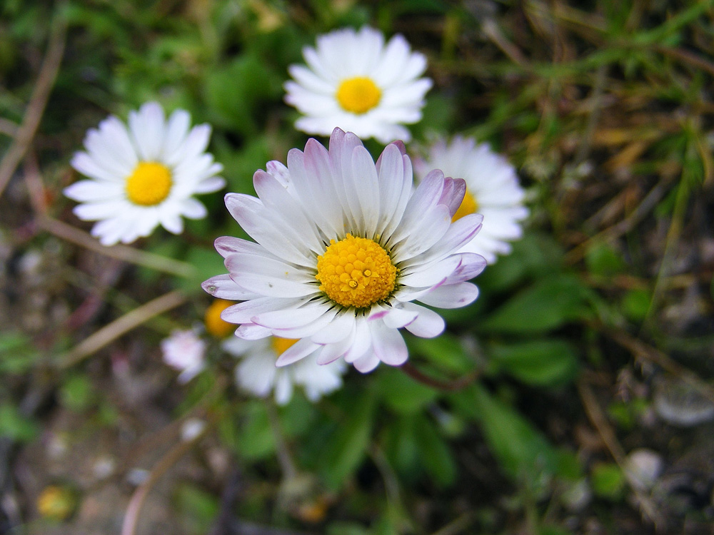 Natura viva