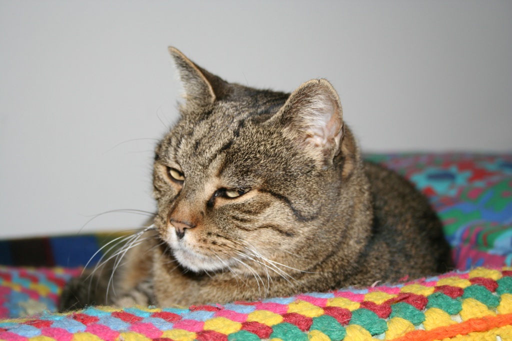 il mio gattone