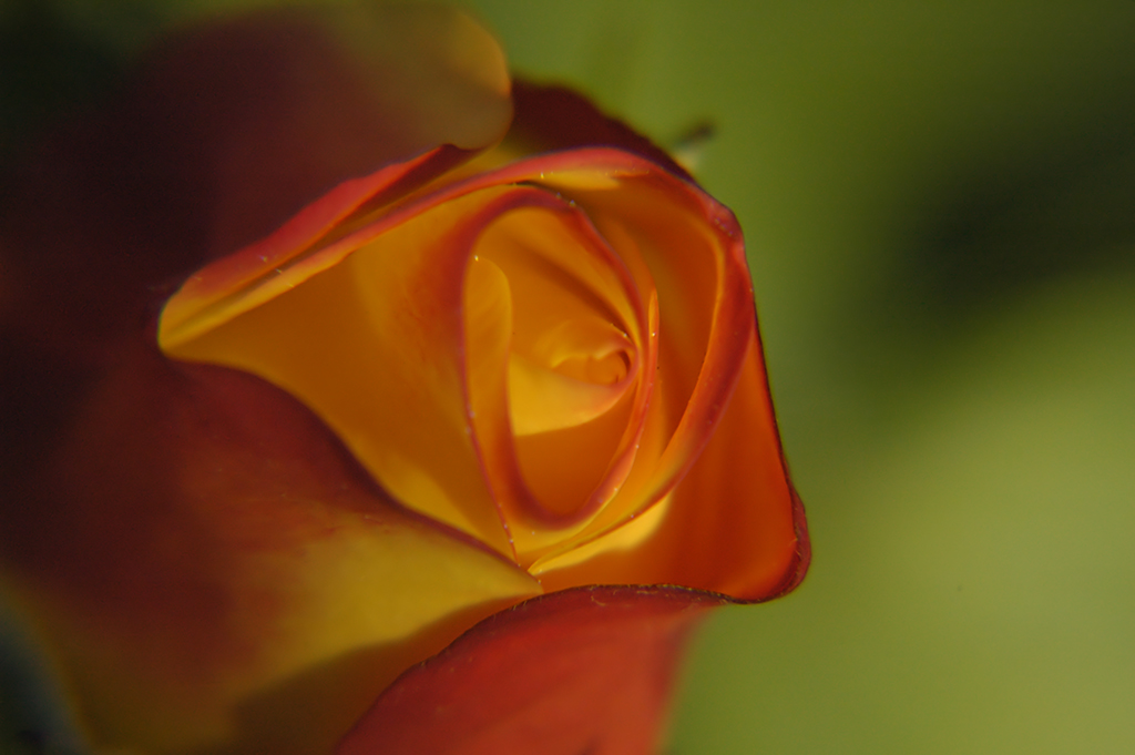 Rosa