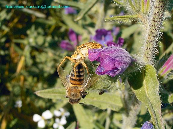 Caccia grossa