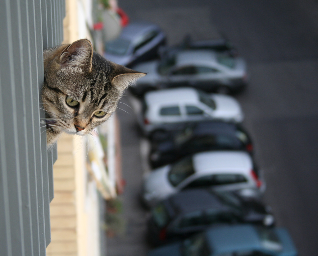 Gatto