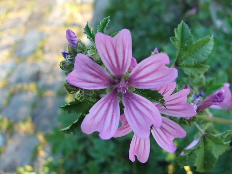 fiore
