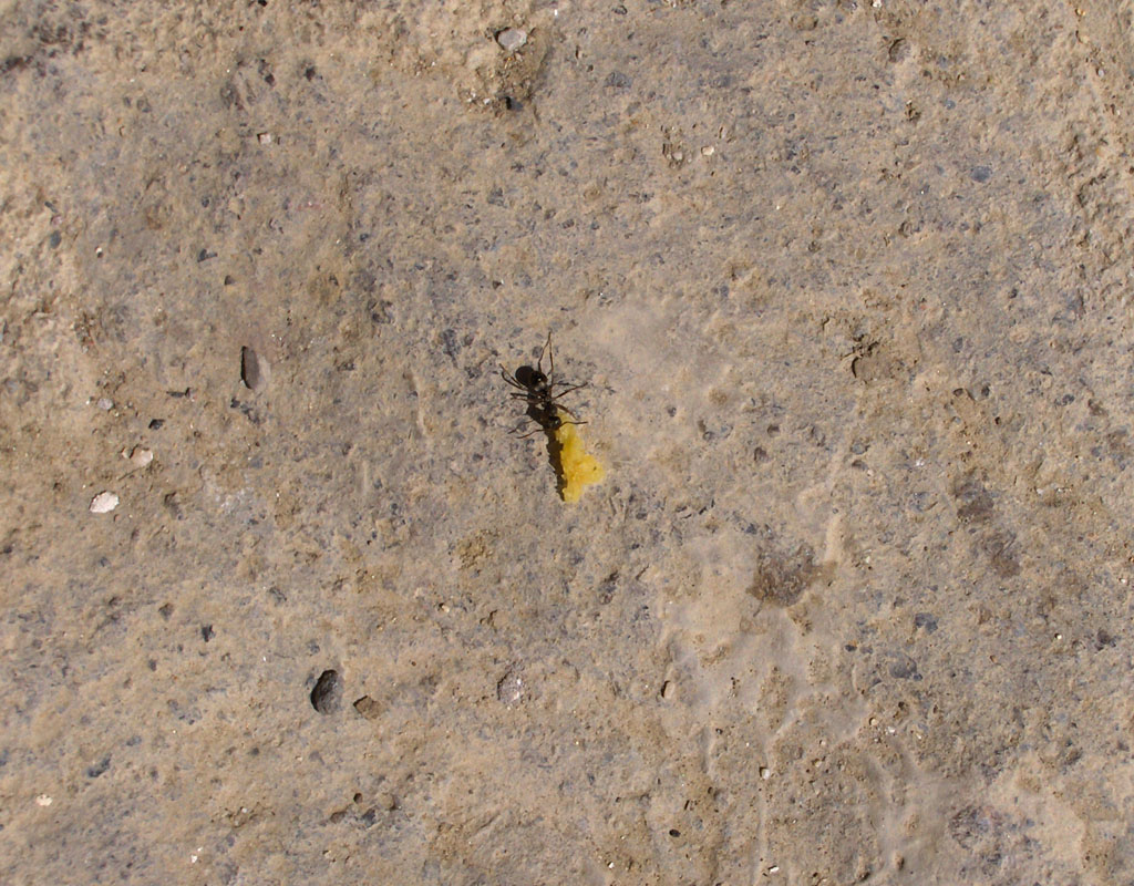 Formica